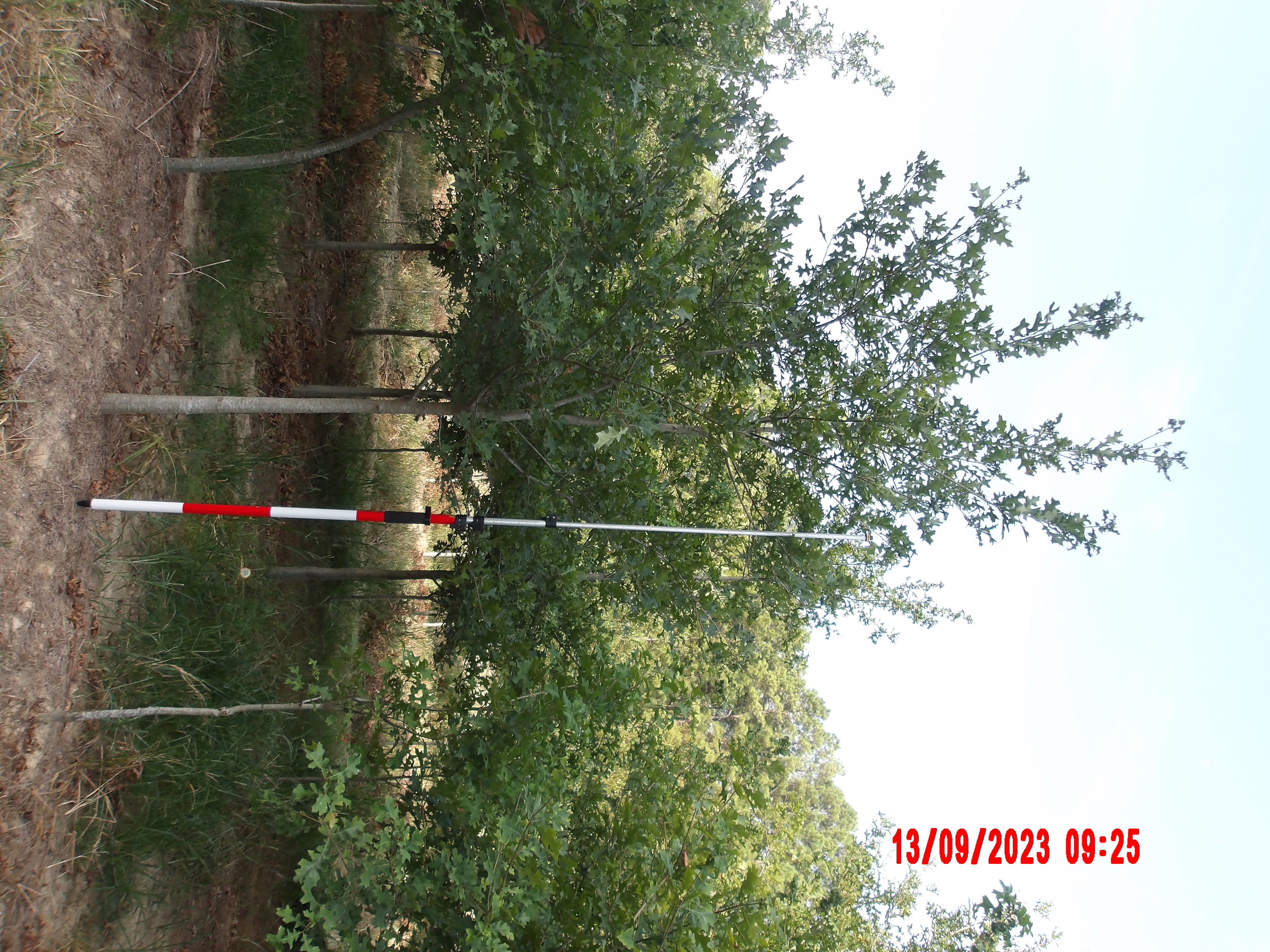 Nuttall Oak With 10ft Pole