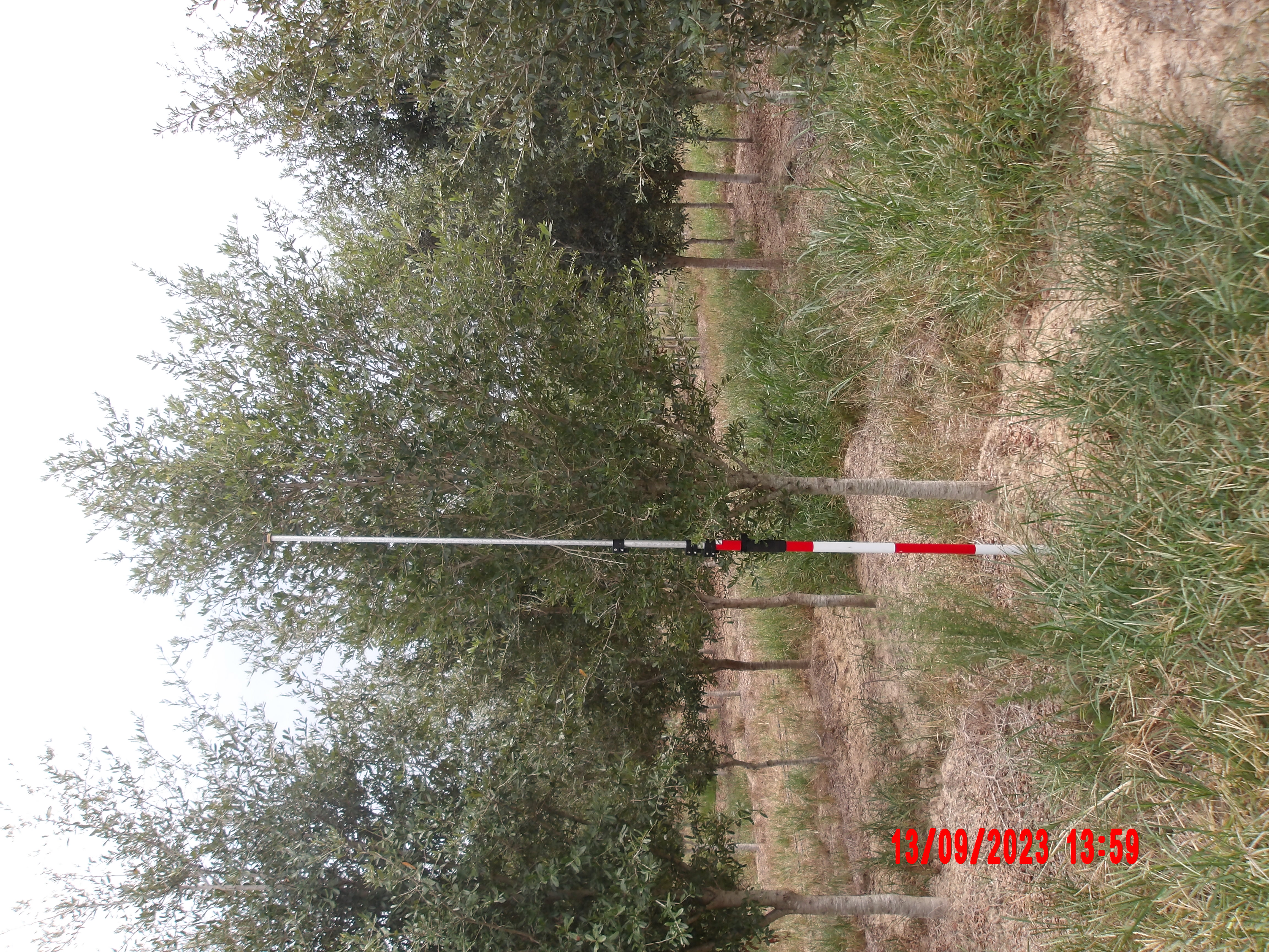 Tree With Pole 17