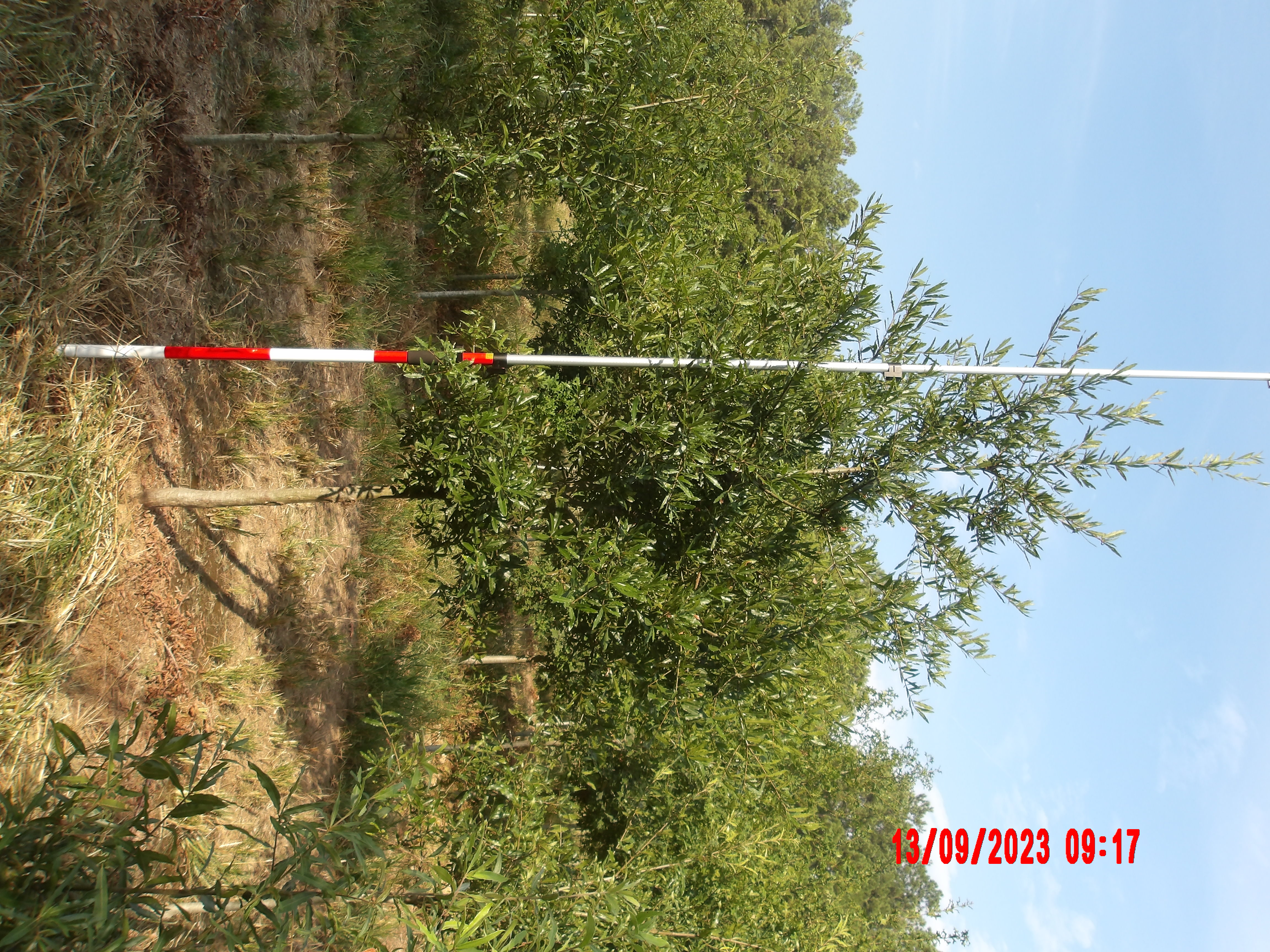 Willow Oak With 12ft Pole